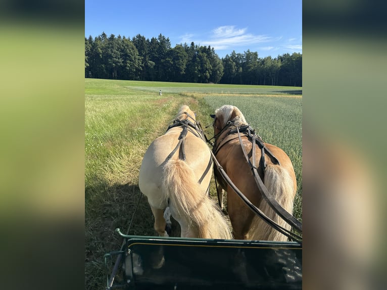Haflinger Wallach 11 Jahre 147 cm Palomino in Auerbach