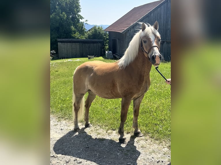 Haflinger Wallach 11 Jahre 147 cm Palomino in Auerbach