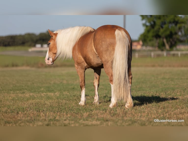 Haflinger Wallach 11 Jahre 147 cm Palomino in WEATHERFORD, TX