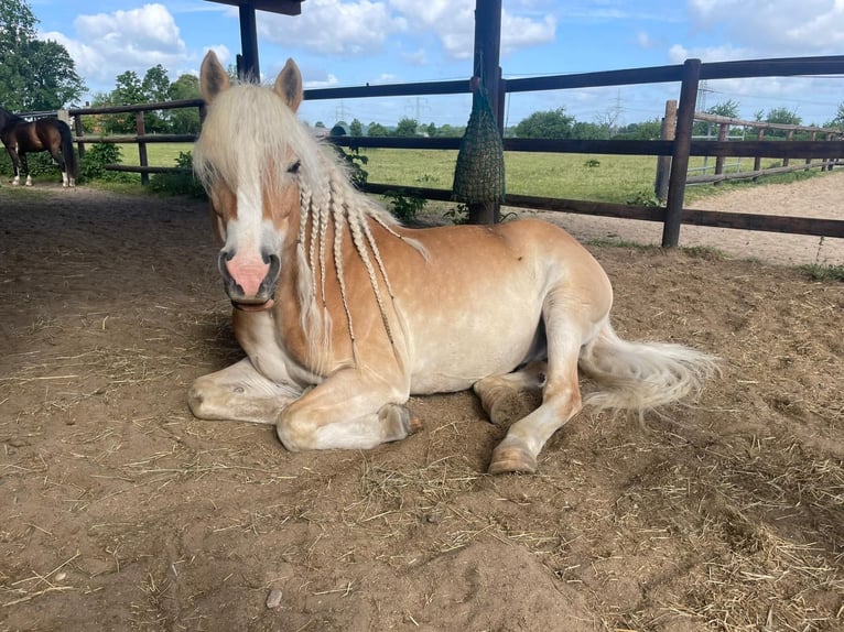 Haflinger Wallach 11 Jahre 148 cm in Vechelde