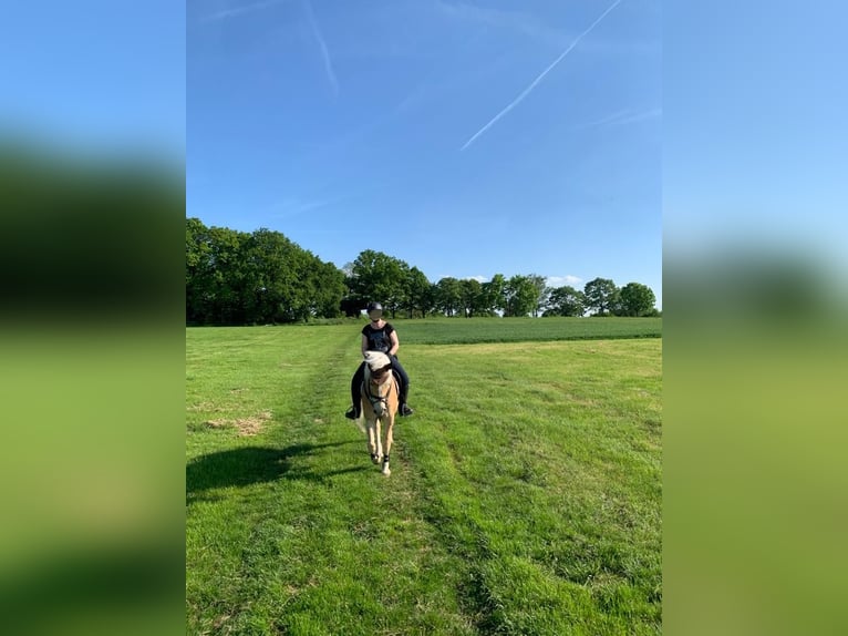 Haflinger Wallach 11 Jahre 148 cm Fuchs in Villmar