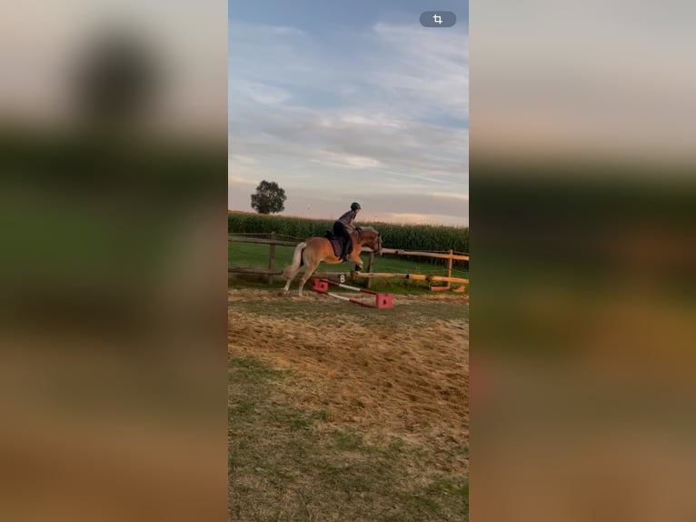 Haflinger Mix Wallach 11 Jahre 149 cm Falbe in Brest