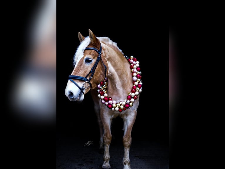 Haflinger Wallach 11 Jahre 149 cm Palomino in Oldendorf
