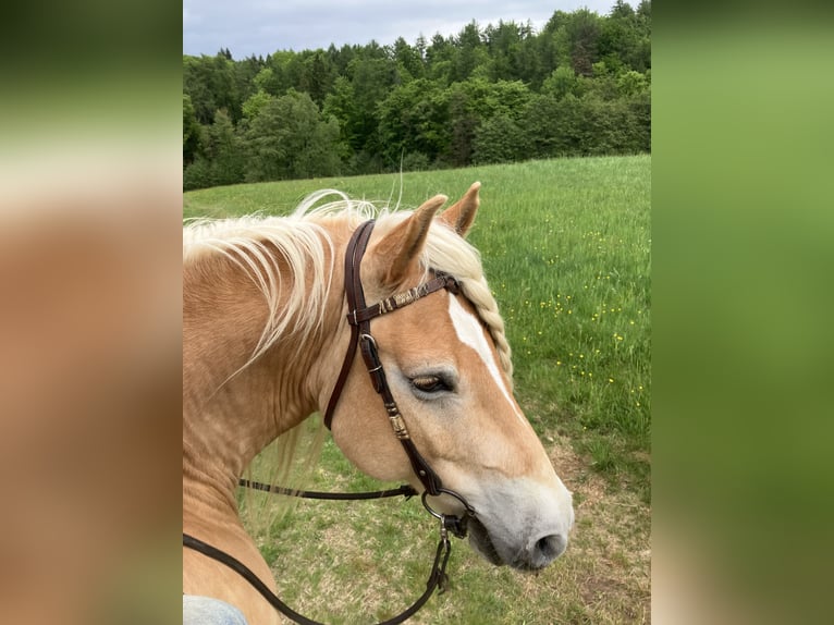 Haflinger Wallach 11 Jahre 150 cm Palomino in Horbach