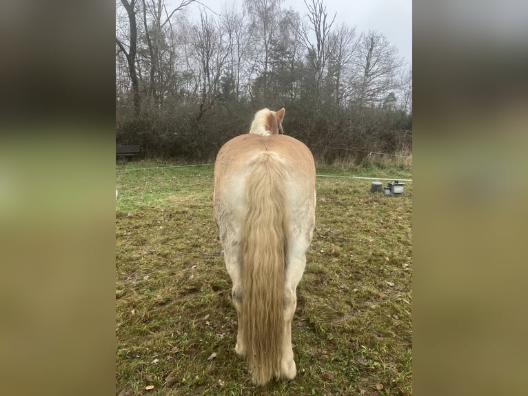 Haflinger Wallach 11 Jahre 150 cm Palomino in Horbach