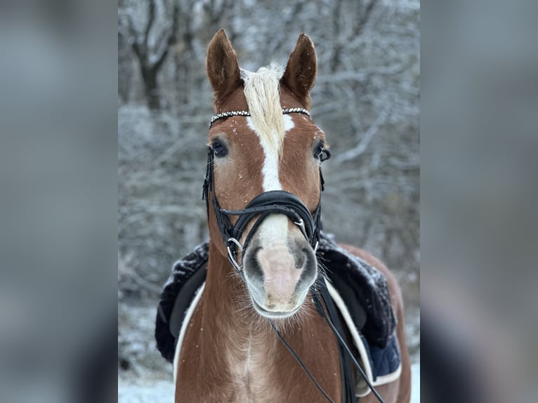 Haflinger Wallach 11 Jahre 150 cm Palomino in Wetzlar