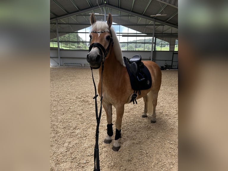 Haflinger Wallach 11 Jahre 151 cm in Pabneukirchen