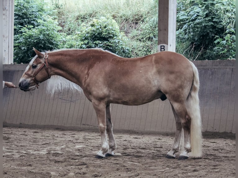 Haflinger Wallach 11 Jahre 151 cm Fuchs in Haldenwang