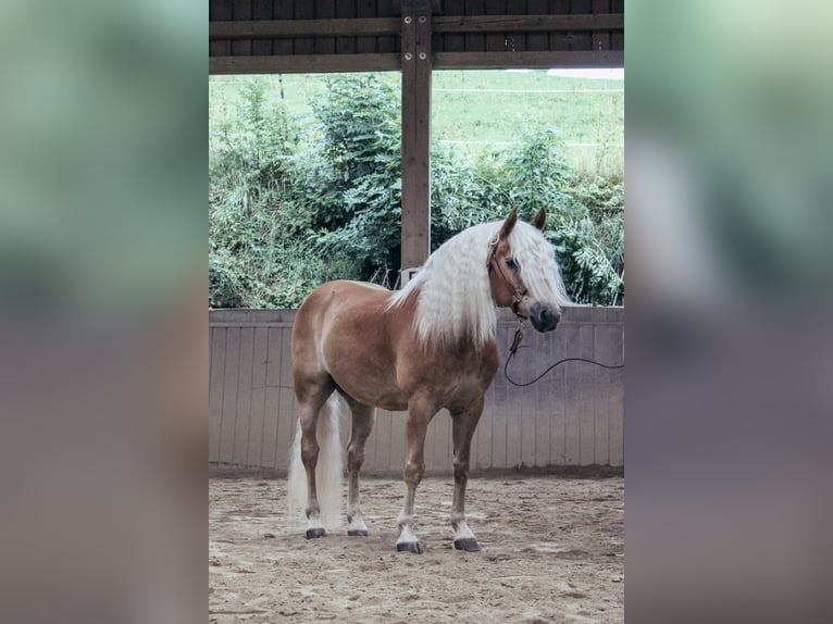 Haflinger Wallach 11 Jahre 151 cm Fuchs in Haldenwang