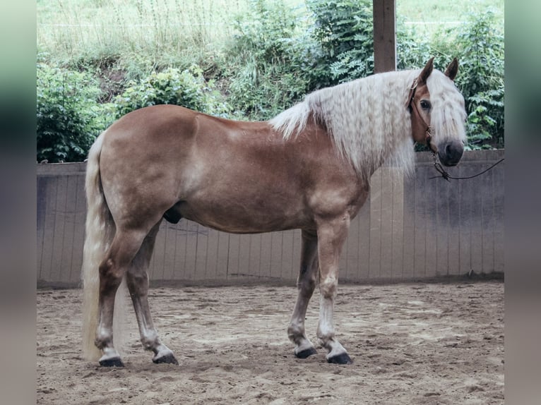Haflinger Wallach 11 Jahre 151 cm Fuchs in Haldenwang
