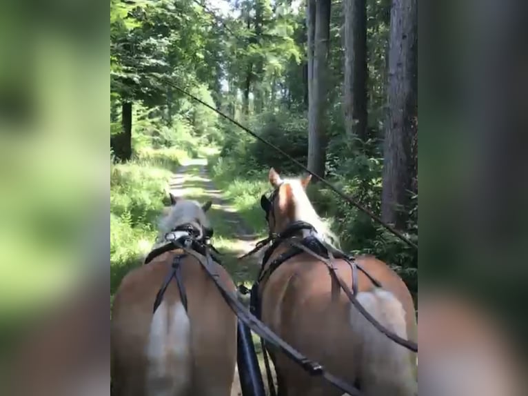 Haflinger Wallach 11 Jahre 151 cm Fuchs in Haldenwang