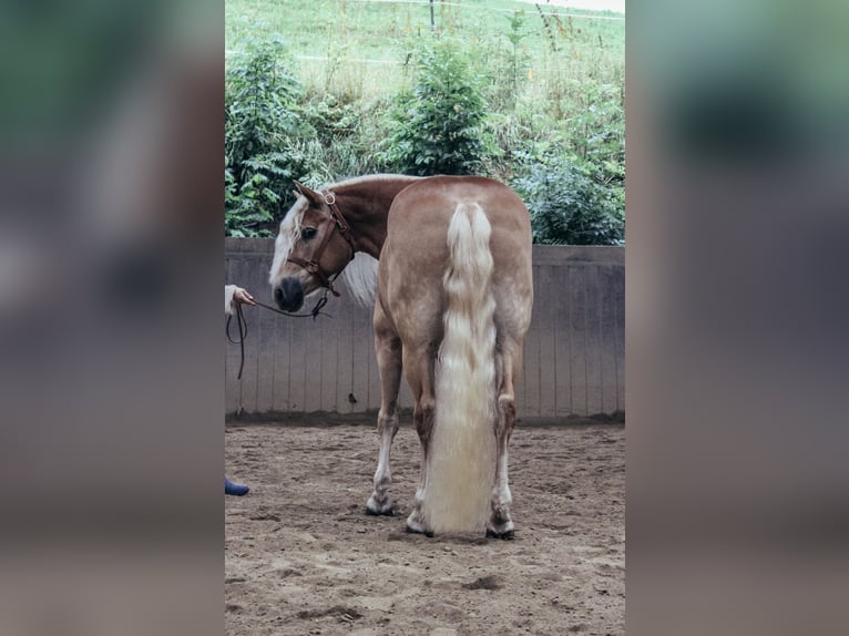 Haflinger Wallach 11 Jahre 151 cm Fuchs in Haldenwang