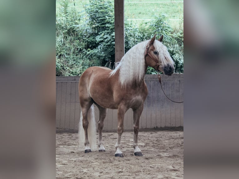 Haflinger Wallach 11 Jahre 151 cm Fuchs in Haldenwang
