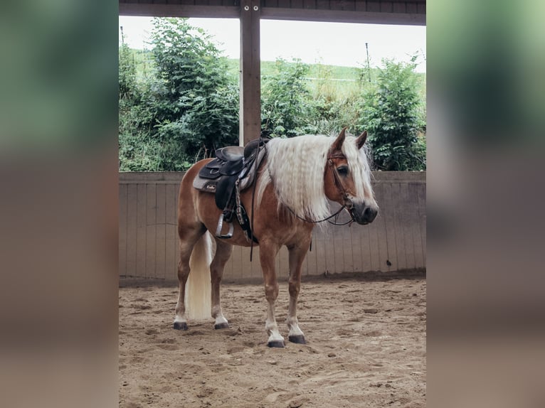 Haflinger Wallach 11 Jahre 151 cm Fuchs in Haldenwang