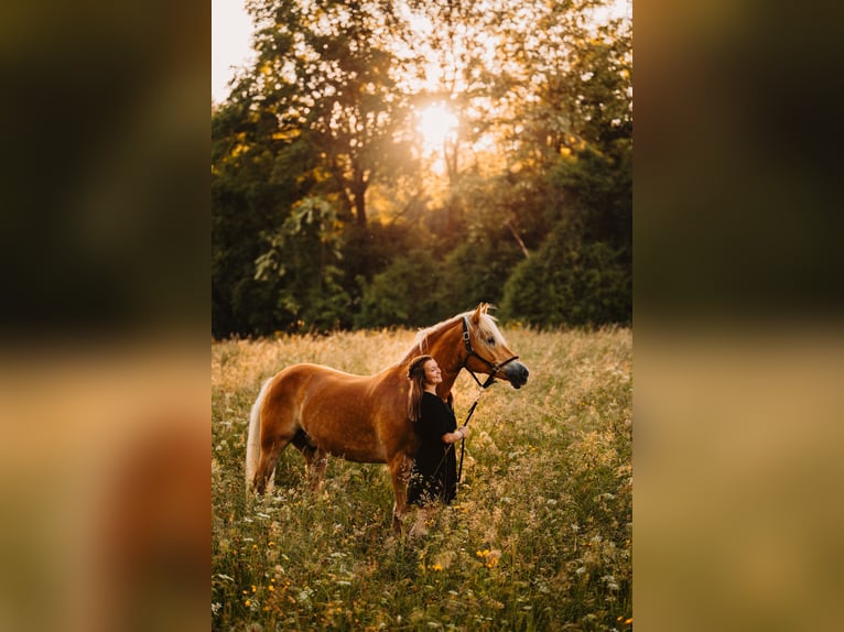 Haflinger Wallach 11 Jahre 152 cm Fuchs in Leoben