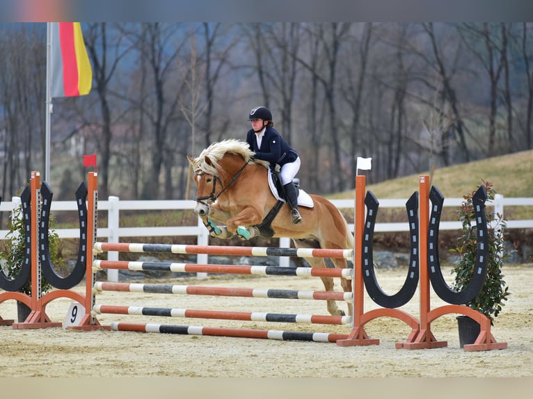 Haflinger Wallach 11 Jahre 152 cm Fuchs in Leoben