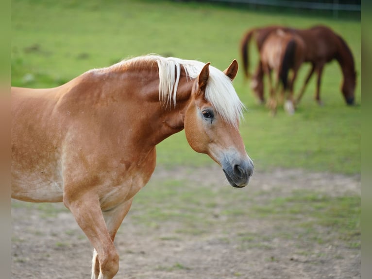 Haflinger Wallach 11 Jahre 152 cm Fuchs in Leoben