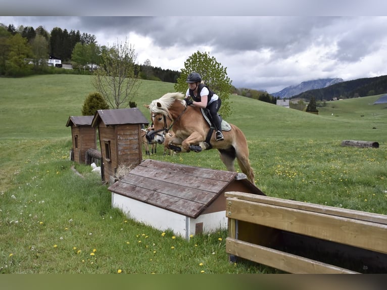 Haflinger Wallach 11 Jahre 152 cm Fuchs in Leoben
