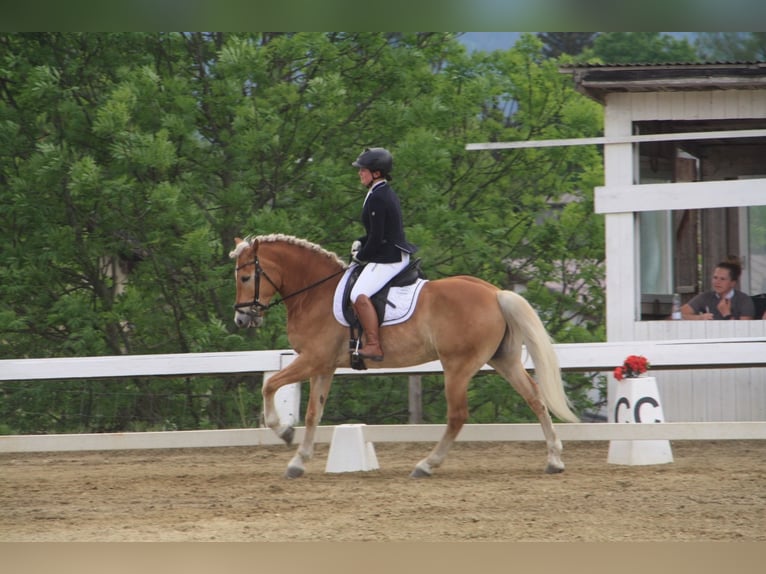 Haflinger Wallach 11 Jahre 152 cm Fuchs in Leoben
