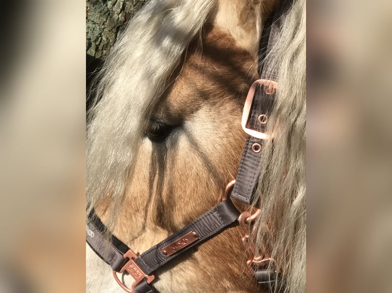 Haflinger Wallach 11 Jahre 153 cm in Schönefeld Haflinger Wallach 11 Jahre 153 cm in Schönefeld