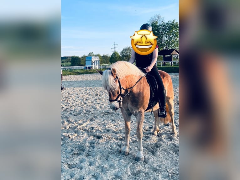 Haflinger Wallach 11 Jahre 155 cm Fuchs in Iserlohn