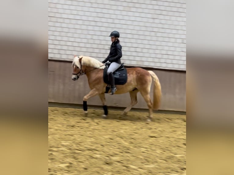 Haflinger Wallach 11 Jahre 155 cm Fuchs in Iserlohn