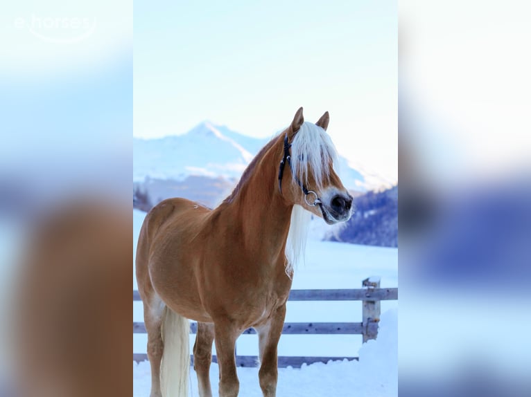 Haflinger Wallach 11 Jahre 155 cm Fuchs in Nauders