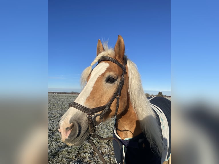 Haflinger Wallach 11 Jahre 155 cm in Landsberied