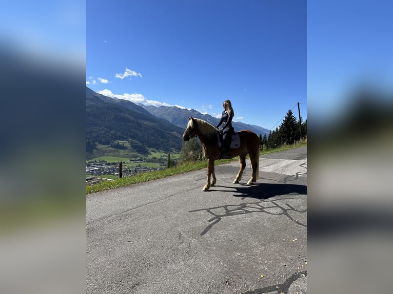 Haflinger Wallach 11 Jahre 156 cm  in Kaprun