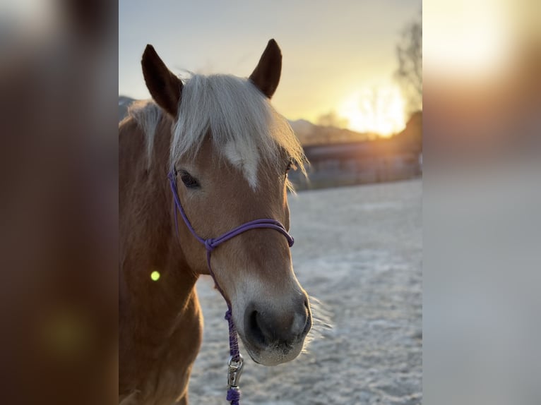 Haflinger Wallach 11 Jahre 156 cm  in Kaprun