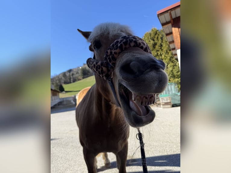Haflinger Wallach 11 Jahre 156 cm  in Kaprun