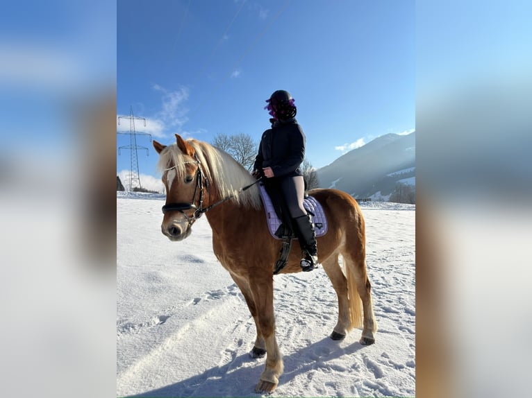 Haflinger Wallach 11 Jahre 156 cm  in Kaprun