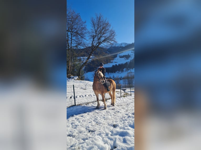 Haflinger Wallach 11 Jahre 156 cm  in Kaprun