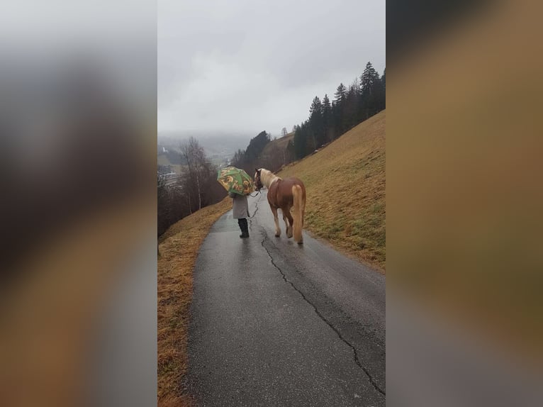 Haflinger Wallach 11 Jahre 156 cm  in Kaprun