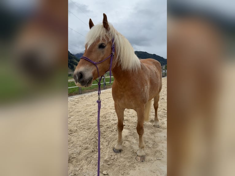 Haflinger Wallach 11 Jahre 156 cm  in Kaprun