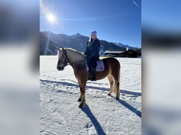 Haflinger Wallach 11 Jahre 156 cm  in Kaprun