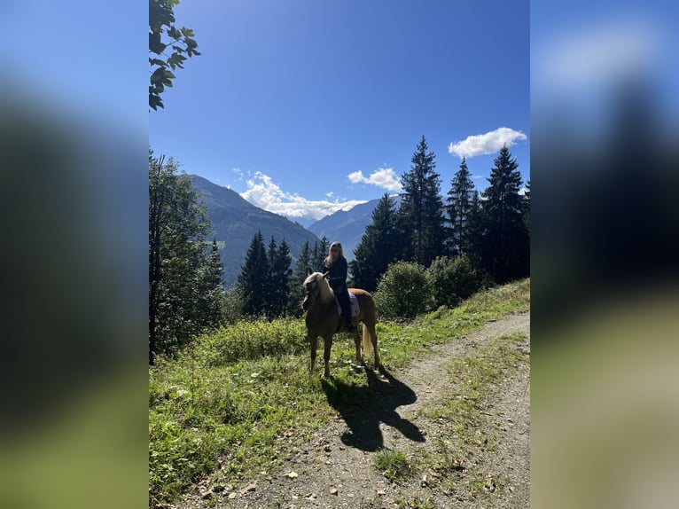 Haflinger Wallach 11 Jahre 156 cm  in Kaprun