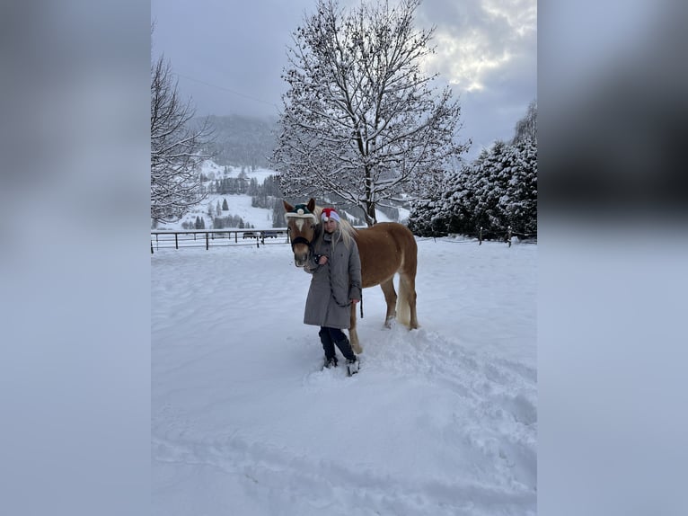 Haflinger Wallach 11 Jahre 156 cm  in Kaprun