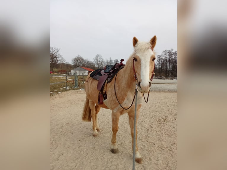 Haflinger Mix Wallach 11 Jahre 160 cm Champagne in Eckental