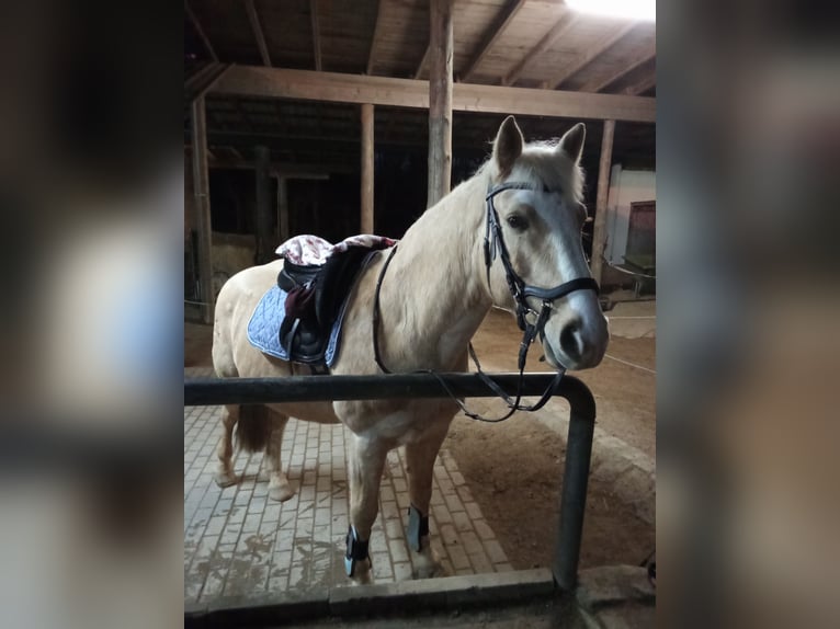 Haflinger Mix Wallach 11 Jahre 160 cm Champagne in Eckental