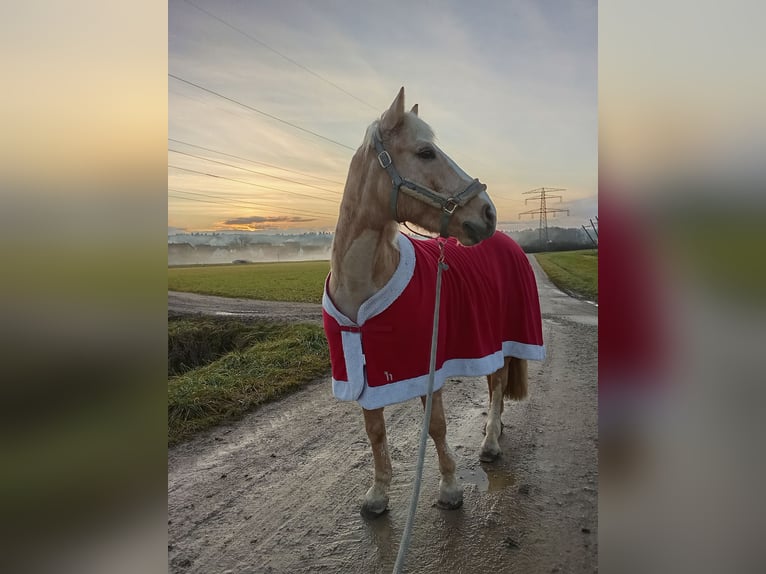 Haflinger Mix Wallach 11 Jahre 160 cm Champagne in Eckental