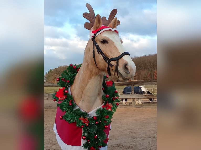 Haflinger Mix Wallach 11 Jahre 160 cm Champagne in Eckental