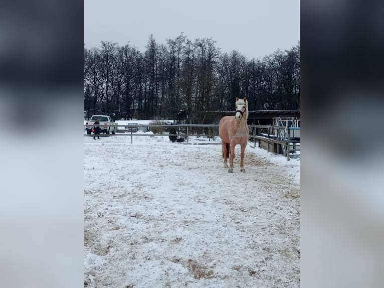 Haflinger Mix Wallach 11 Jahre 160 cm Champagne in Eckental