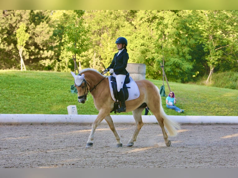 Haflinger Wallach 11 Jahre  in Stegersbach