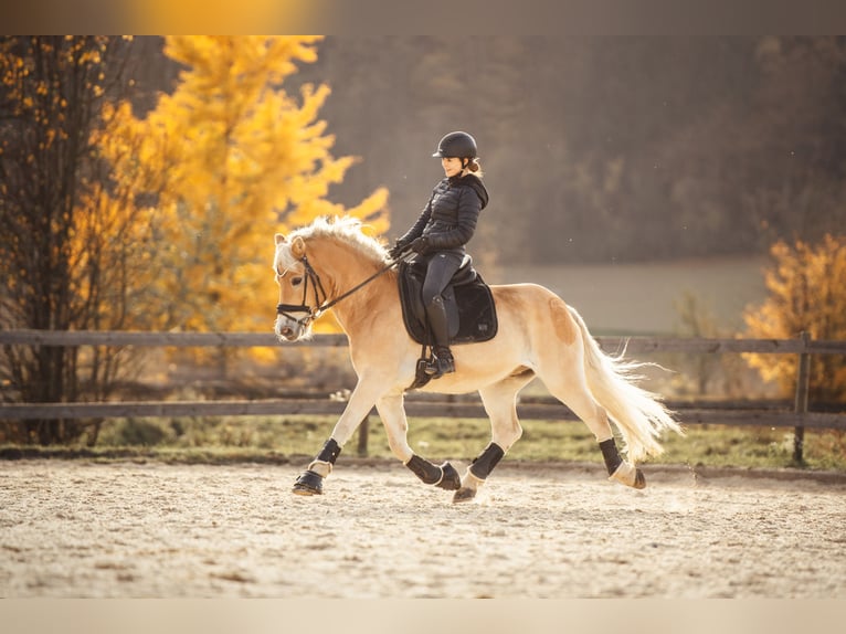 Haflinger Wallach 11 Jahre  in Stegersbach