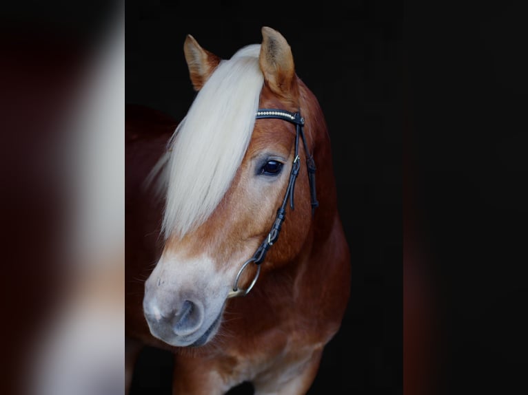 Haflinger Wallach 11 Jahre  in Schwäbisch Hall