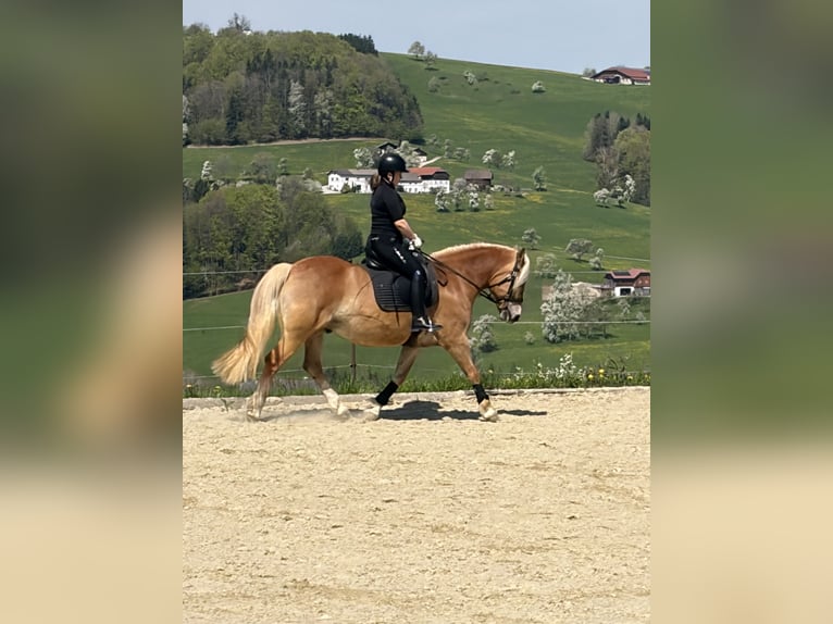 Haflinger Wallach 11 Jahre  in Steinbach an der Steyr