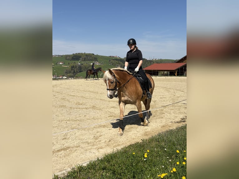 Haflinger Wallach 11 Jahre  in Steinbach an der Steyr