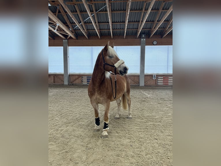 Haflinger Wallach 11 Jahre  in Steinbach an der Steyr