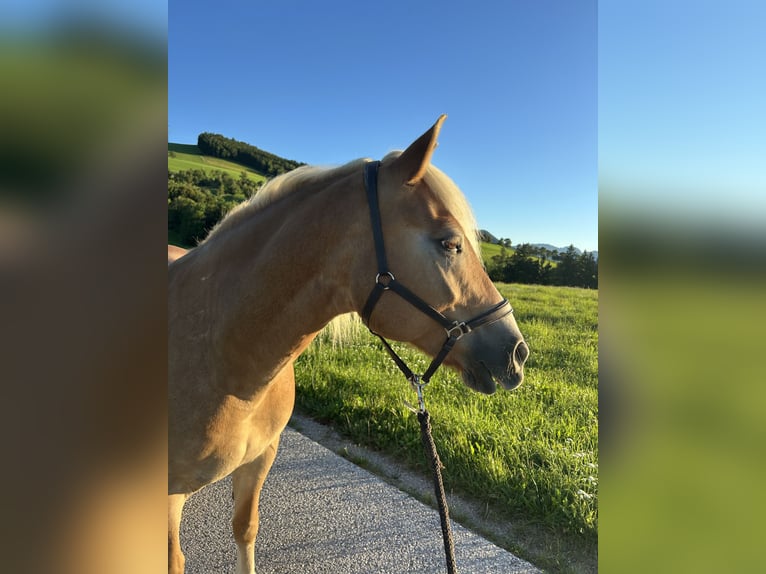 Haflinger Wallach 11 Jahre  in Steinbach an der Steyr